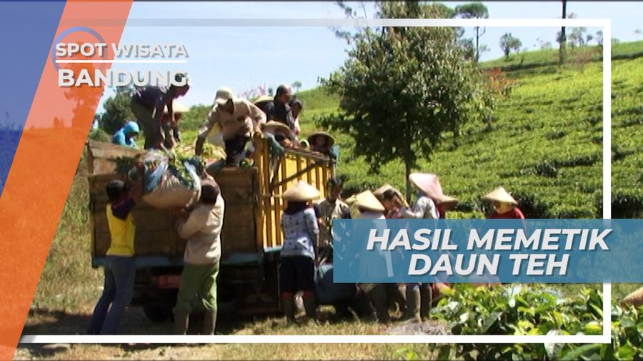 Menimbang Teh Hasil Petikan di Kebun Teh Ciwidey Bandung