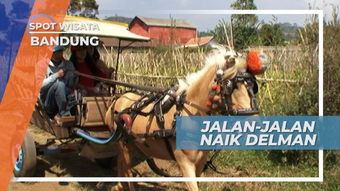 Naik Delman Keliling Desa, Menikmati Suasana Asri Kampung Cikidang Bandung