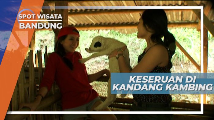 Bermain Dengan Kambing di Peternakan Kambing Lembang Bandung