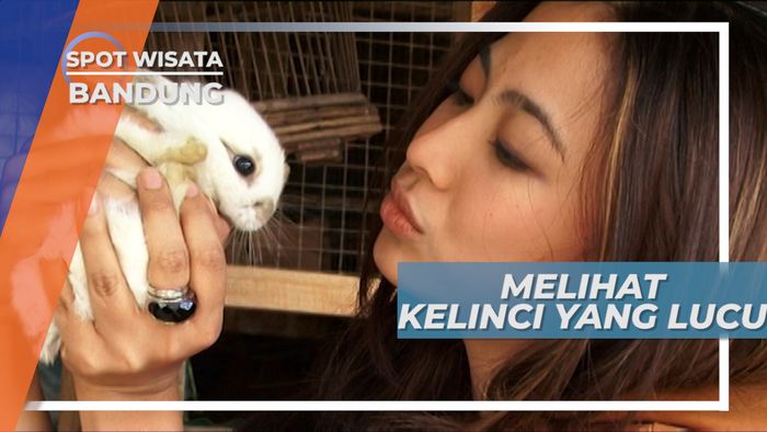 Melihat Dari Dekat Tingkah Lucu Kelinci-kelinci di Bandung