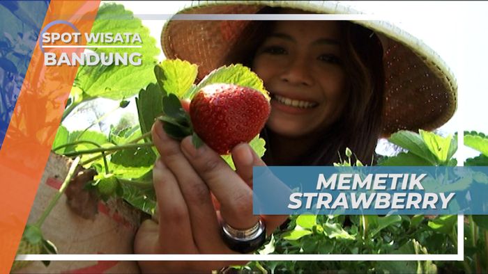 Menikmati Strawberry Segar yang Dipetik Langsung Dari Pohonnya, Bandung