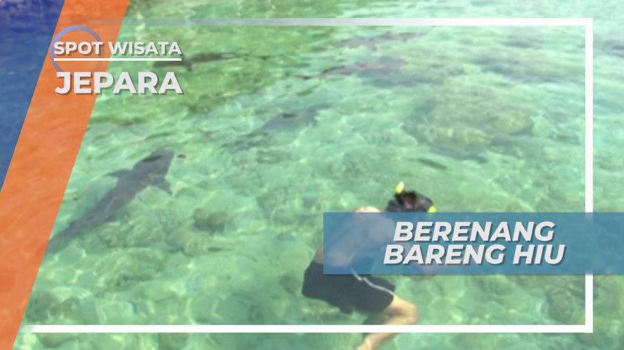Menegangkan, Berenang Bersama Hiu di Pulau Menjangan Besar Karimunjawa