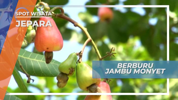 Berburu Jambu Monyet di Karimun Jawa Besar Jepara