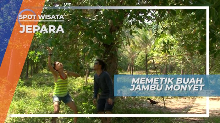 Serunya Memetik Jambu Monyet Langsung Dari Pohonnya, Jepara