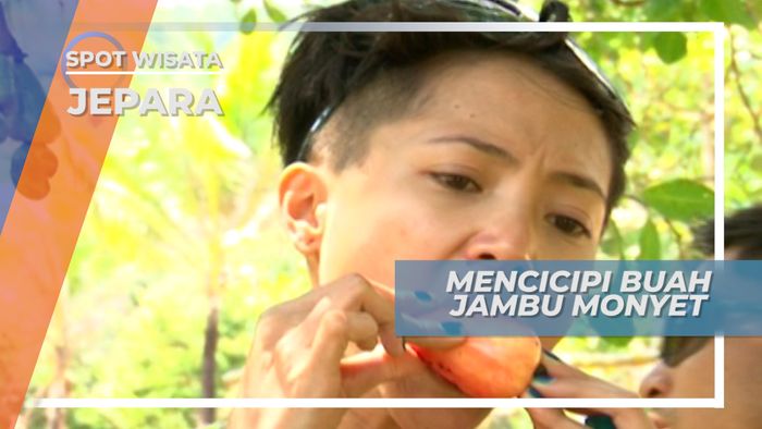 Menikmati Manis dan Segarnya Buah Jambu Monyet, Jepara