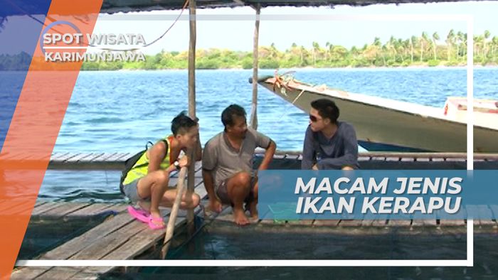 Melihat Ragam Jenis Ikan Kerapu di Keramba Karimun Jawa Besar Jepara