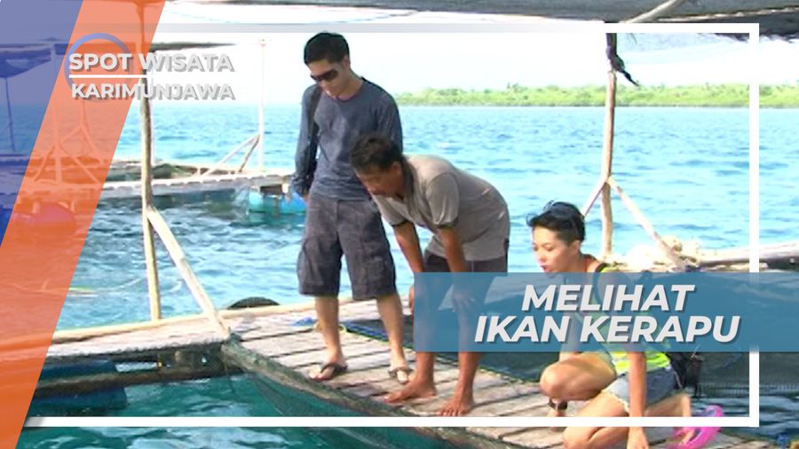 Melihat Dari Dekat Ikan Kerapu Bebek dan Macan di Keramba Karimunjawa Jepara