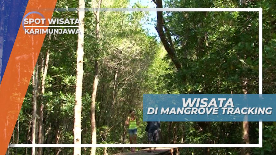 Berjalan Mengelilingi Luasnya Hutan Mangrove Karimun Jawa Besar Jepara