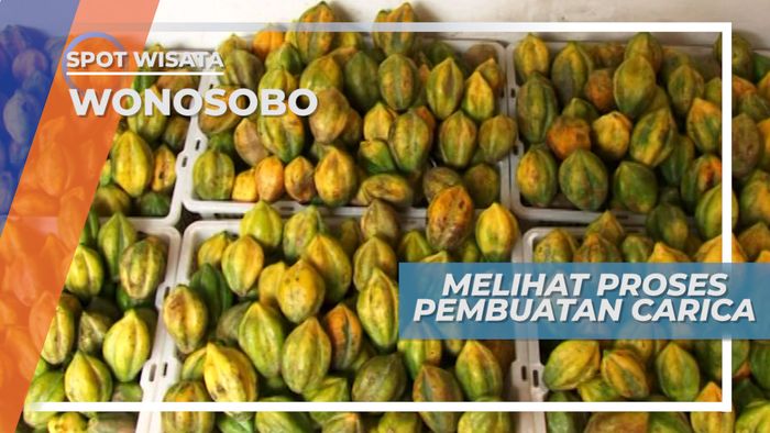 Basahnya Hujan Menghantar Kunjungan Ke Segarnya Pembuatan Buah Carica di Desa Seruni Wonosobo