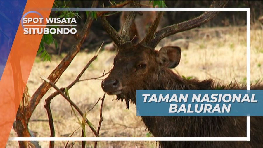 Savana Luas Taman Nasional Baluran, Situbondo
