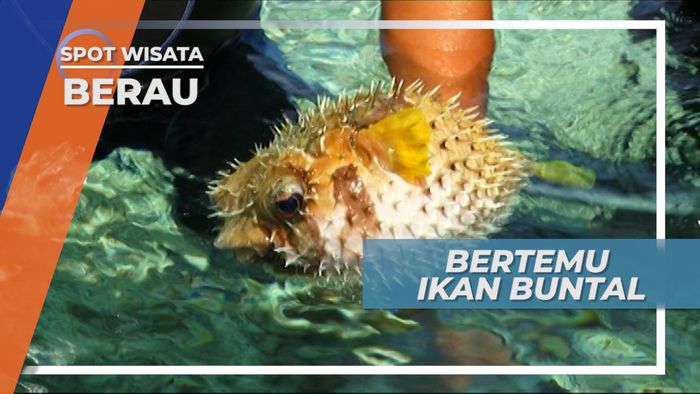 Melihat Dari Dekat Ikan Buntal di Pulau Kakaban Berau Kalimantan Timur