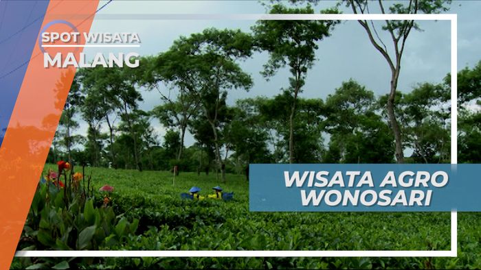 Melihat Hijaunya Hamparan Kebun Teh Wisata Agro Wonosari Kota Malang