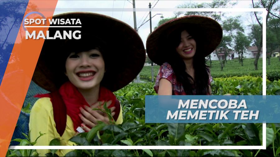 Belajar Memetik Teh di Wisata Agro Wonosari Kota Malang
