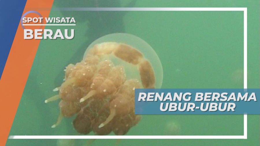 Berenang Bersama Ubur-ubur, Keindahan Bawah Laut Pulau Kakaban Berau