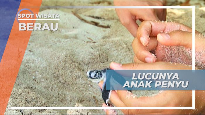 Pulau Sangalaki Berau Kalimantan Timur, Rumah Bagi Para Tukik