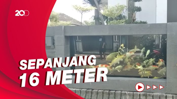Wow! Pagar Akuarium Ikan Koi Ini Habiskan Rp 50 Juta