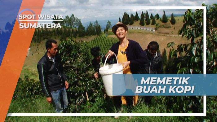 Asiknya Memetik Kopi di Perkebunan Kopi Arabica Karo Sumatera Utara