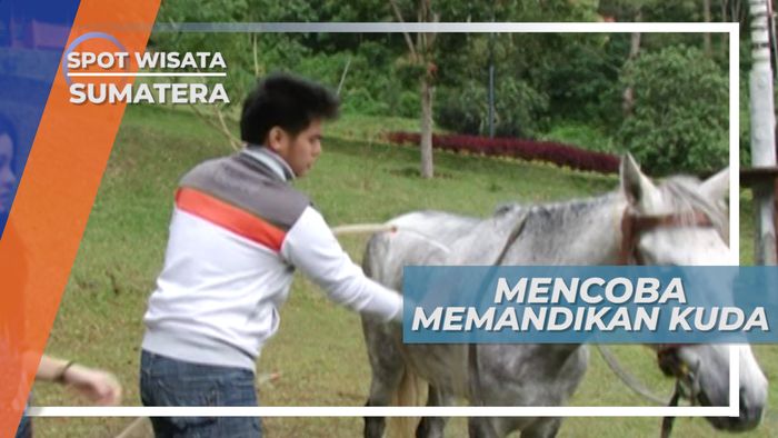 Habis Berkotor-Kotor di Kandang, Saatnya Memandikan Kudanya di Dairi Sumatera Utara 