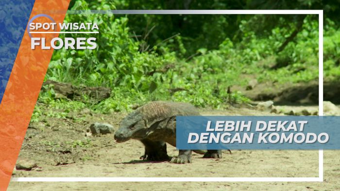 Komodo, Mengeluarkan Lidahnya Saat Berjalan Di Taman Nasional Pulau Komodo 