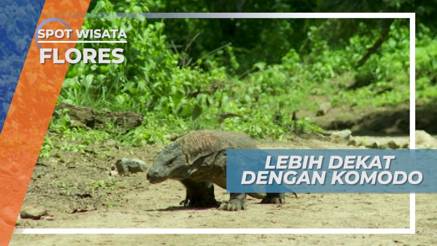 Komodo, Mengeluarkan Lidahnya Saat Berjalan Di Taman Nasional Pulau Komodo 
