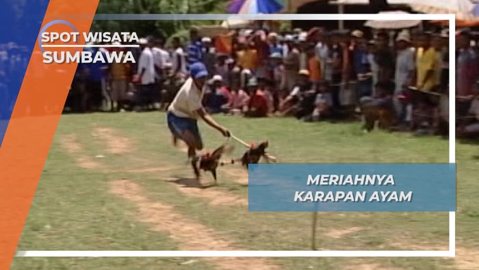 Karapan Ayam Sumbawa Barat Nusa Tenggara Timur, Adu Cepat Menyentuh Saka