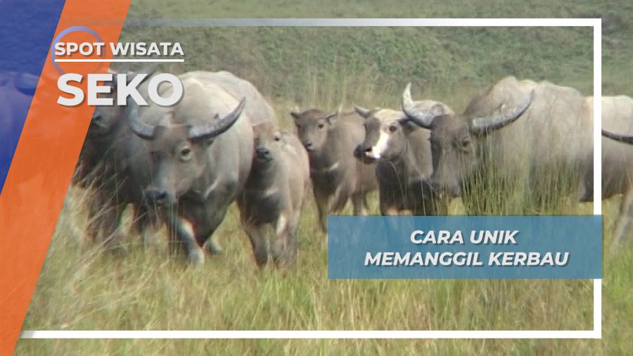 Cara Unik Memanggil Kerbau di Padang Rumput Kecamatan Seko Luwu Utara, Sulawesi Selatan
