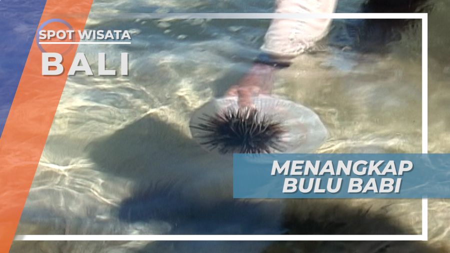 Tantangan Menangkap Bulu Babi di Perairan Laut Pantai Geger Bali