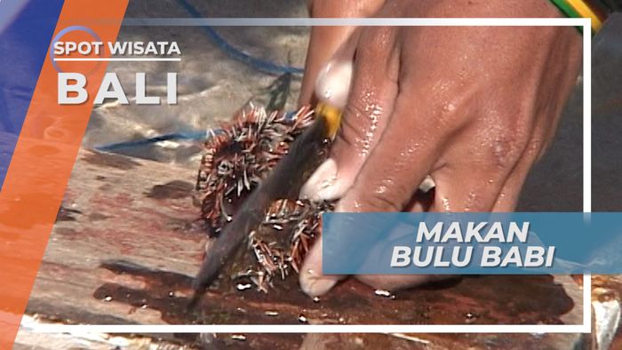 Mencicipi Bulu Babi, si Hewan Laut Berduri Panjang di Pantai Geger Bali