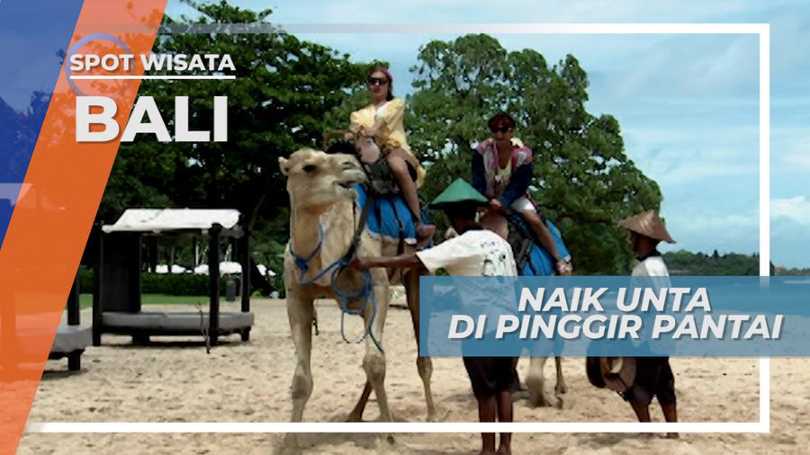 Menunggangi Unta Australia Di Pasir Pantai Nusa Dua Bali
