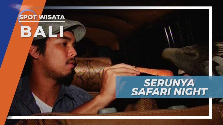 Memberi Makan Malam Singa di Gianyar Bali