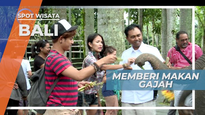 Kalungan Bunga, Ungkapan Terima Kasih Gajah Tegallalang Bali Karena Sudah Diberikan Makan