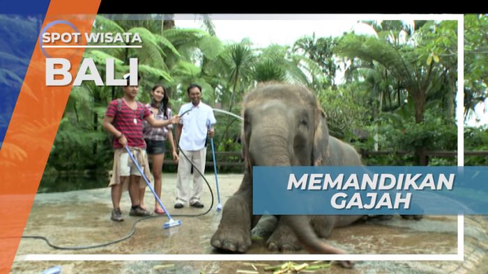Gajah-Gajah Tegallalang Bali ini Sungguh Jinak, Bahkan Menikmati Saat Disiram dan Digosokan Tubuhnya