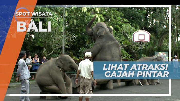 Atraksi dan Aksi Gajah Tegallalang Bali yang Menarik Hati dan Mengundang Tawa
