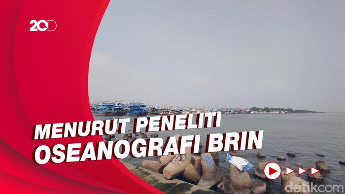 Seperti Apa Dampak Kontaminasi Paracetamol di Teluk Jakarta?
