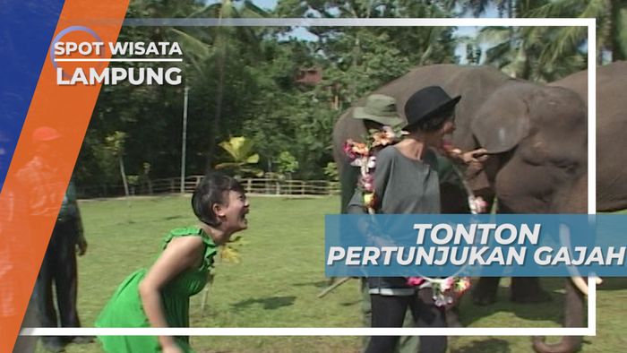 Melihat Tingkah Lucu Gajah di Taman Wisata Bumi Kedaton Lampung