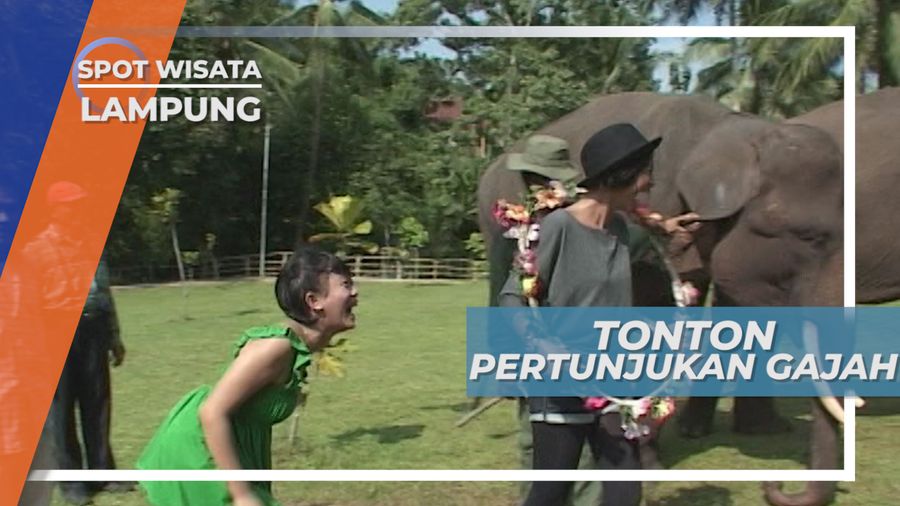 Melihat Tingkah Lucu Gajah di Taman Wisata Bumi Kedaton Lampung