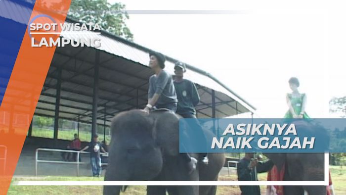 Menegangkan dan Seru, Pengalaman Naik Gajah Jinak di Lampung