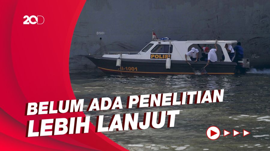 Laut Jakarta Tercemar Paracetamol, Amankah Konsumsi Ikan?
