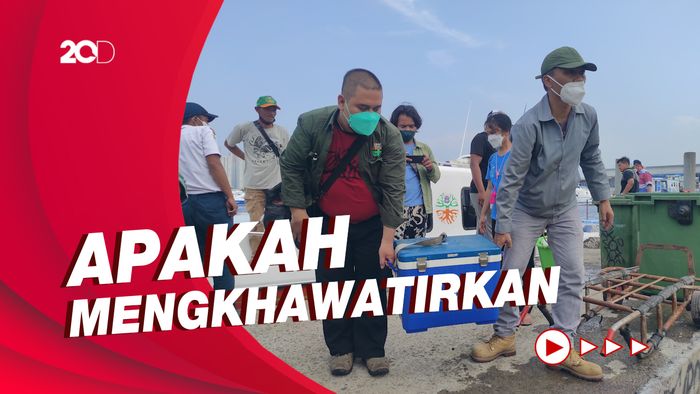 Pencemaran Paracetamol di Teluk Jakarta yang Jadi Sorotan