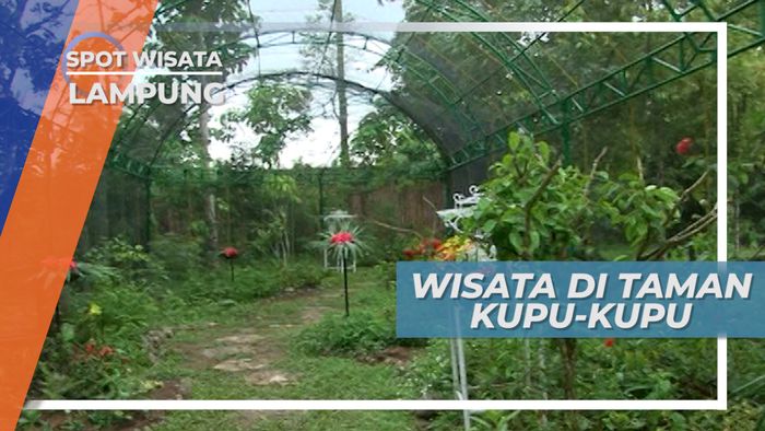Berwisata dan Belajar Mengenal Spesies Kupu-kupu, Lampung