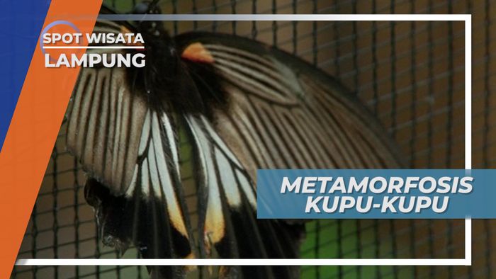 Melihat Proses Metamorfosis Kupu-kupu, Lampung