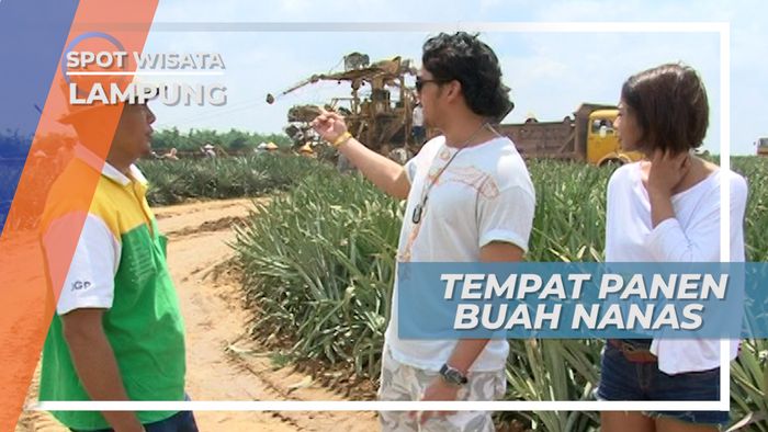 Panen Nanas di Perkebunan Dengan Alat Canggih, Lampung