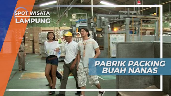 Mengintip Pabrik Olahan Nanas Kaleng Terbesar di Lampung