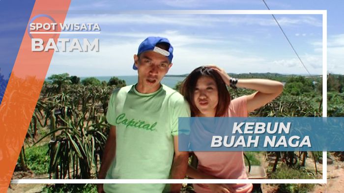 Berkunjung ke Kebun Buah Naga di Tepi Hutan Mangrove Batam Kepulauan Riau