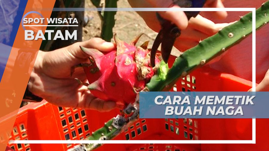Harus Dipotong Dengan Batangnya, Cara Memotong Buah Naga, Batam