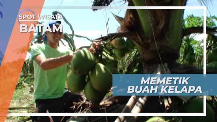 Memetik Kelapa Untuk Dinikmati Bersama Buah Naga, Batam