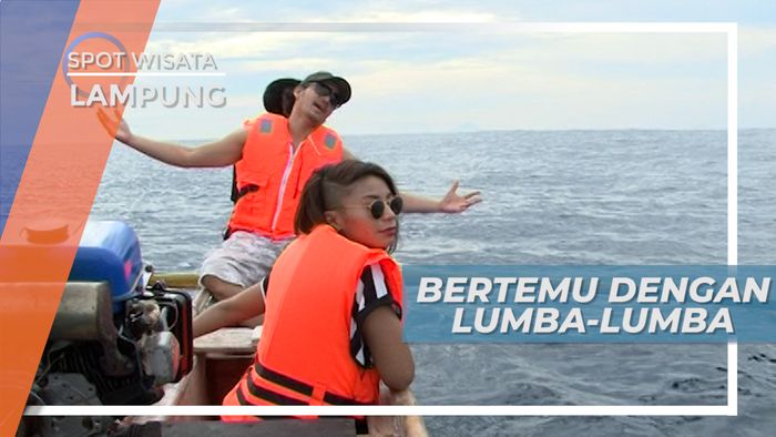 Melihat Dari Dekat Tingkah Lucu Lumba-lumba Liar di Teluk Kiluan Lampung 
