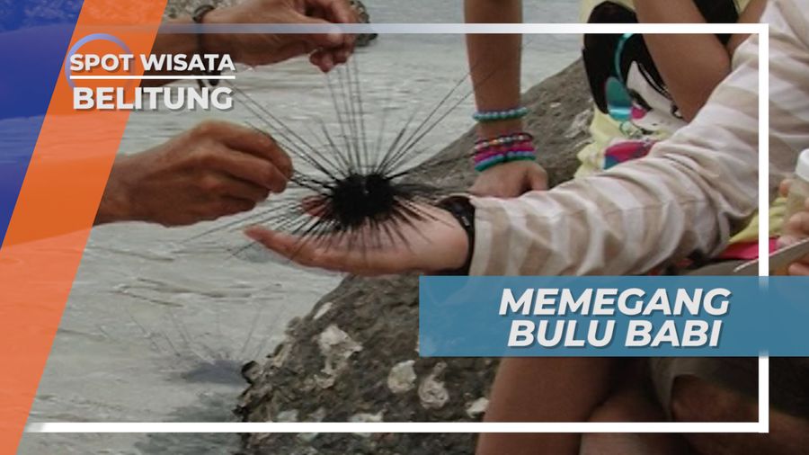 Harus Berhati-hati, Mencoba Menyentuh Bulu Babi, Belitung