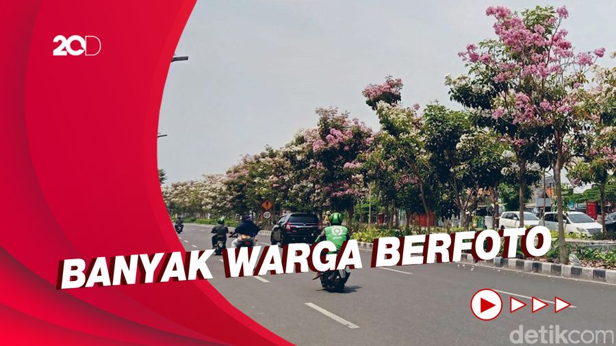 Cantiknya Bunga Tabebuya Bermekaran di Jalanan Magelang
