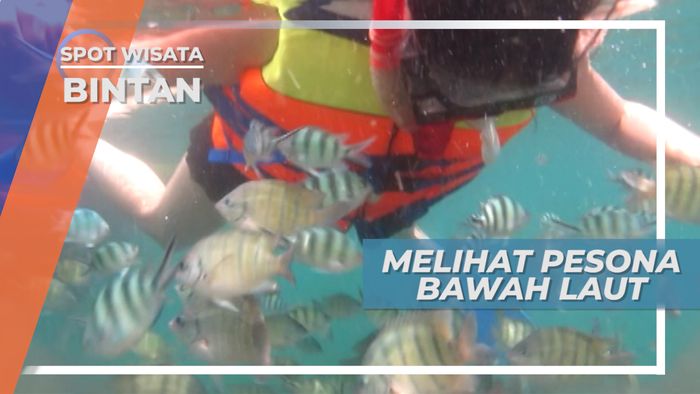 Menyelami Pesona Bawah Laut yang Menakjubkan, Bintan